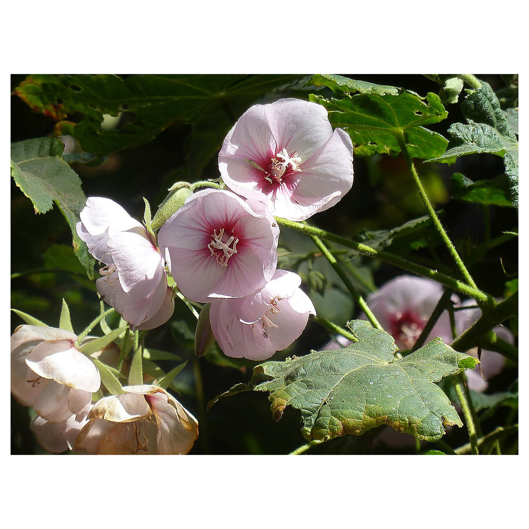 Dombeya Burgessiae Flower Seeds for Planting, NON GMO Seeds | Neera Seeds product photo [neera-v4-68fc1984bfe2842f70c3]