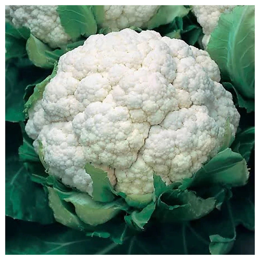 Indias Sub-Tropical Cauliflower Seeds for Planting – High Yield, Non-GMO Hybrid Vegetable Seeds for Indian Climate | Neera Seeds product photo [neera-v4-690fb09ec522c2f228d1]
