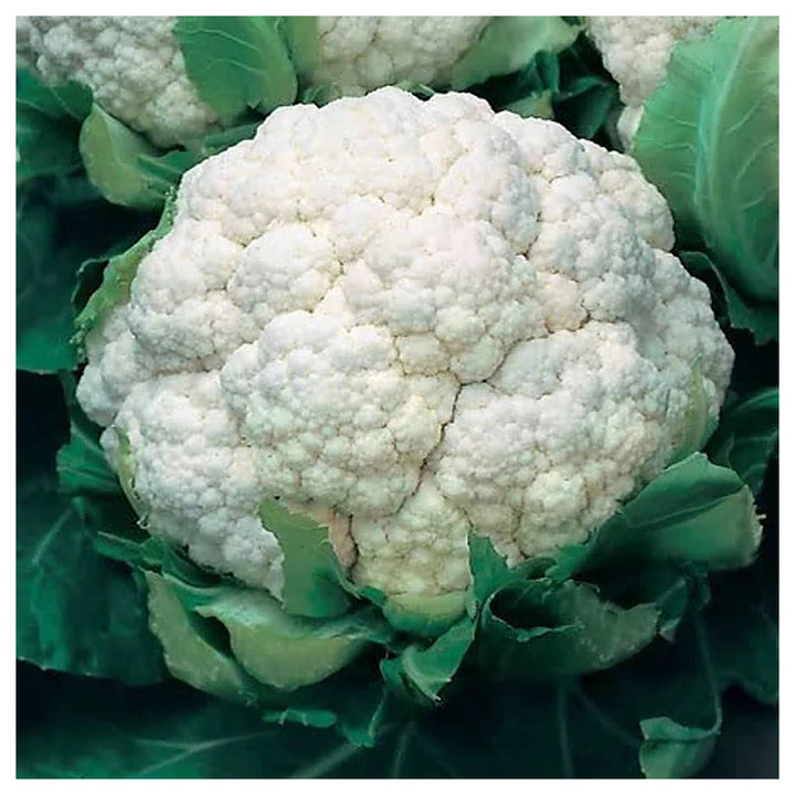 Indias Sub-Tropical Cauliflower Seeds for Planting – High Yield, Non-GMO Hybrid Vegetable Seeds for Indian Climate | Neera Seeds product photo [neera-v4-690fb09ec522c2f228d1]