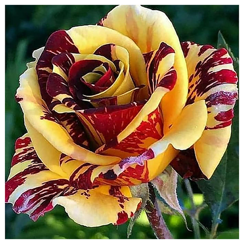 Rare Dragon Rose Plant Seeds for Planting Yellow Blooms Non-GMO Heirloom Garden Seeds for Growing | Neera Seeds product photo [neera-v4-690fbe889070ab199253]