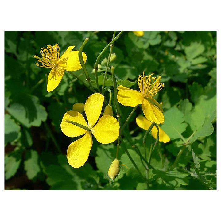 Heirloom Non-GMO Celidonia Flower Seeds for Wild Medicinal and Shade Garden Planting | Neera Seeds product photo [neera-v4-691c6fcf4d8795c2f877]