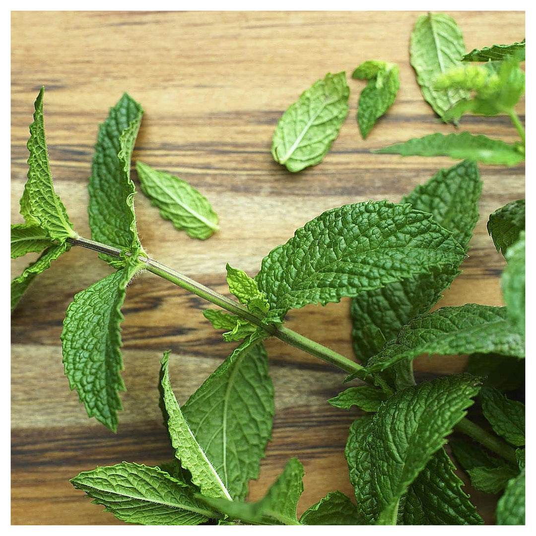 Army Green Mint Seeds – Heirloom & Non-GMO Fresh & Resilient Herb Seeds for Planting | Neera Seeds product photo [neera-v4-69245496e3782e22a691]