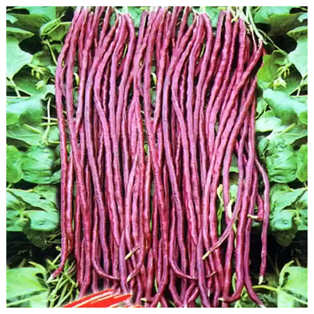 Heirloom Non-GMO Red Unguiculata (Yardlong) Bean Seeds for Planting – High Germination Organic Garden Seeds | Neera Seeds product photo [neera-v4-6927dca0437bd4288a99]