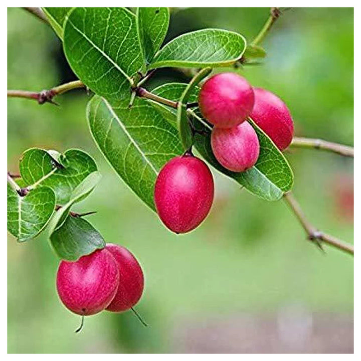 Carissa Carandas Lime Berry Fruit Seeds for Planting – Tart, Flavorful Berries, 100 pcs, Heirloom &amp; Non-GMO | Neera Seeds product photo [neera-v4-692dafbc712d9a37d9ae]