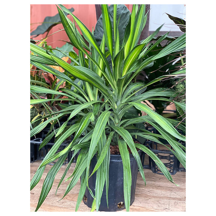Green Dracaena Fargans Plant Seeds for Planting – Non-GMO Organic Garden Seeds, High Germination | Neera Seeds product photo [neera-v4-694269ba6138e8c556d2]