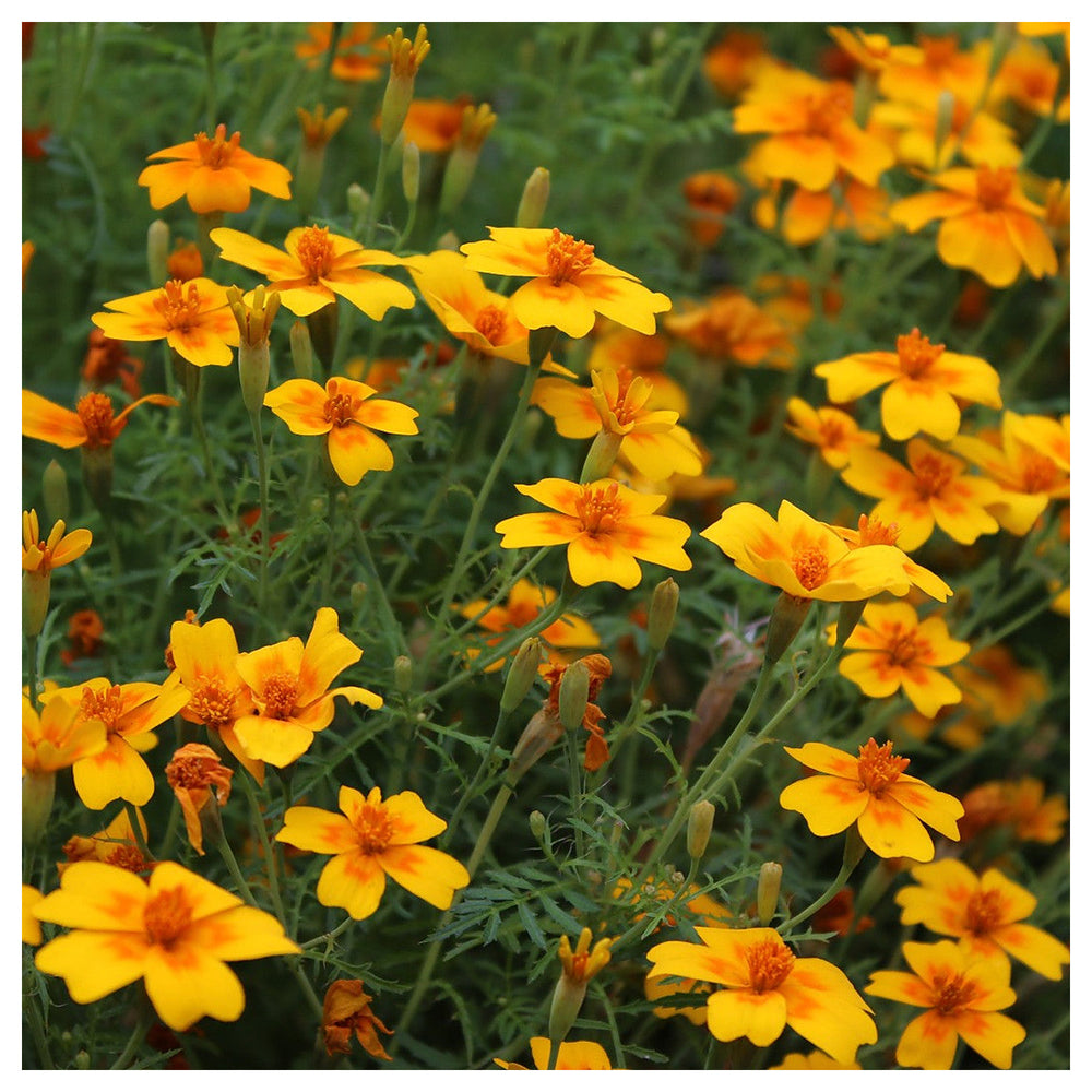 Yellow Marigold Tangerine Flower Seeds for Planting - Heirloom and Non-GMO Seeds for Beautiful Home Garden | Neera Seeds product photo [neera-v4-698360936aa775e28913]