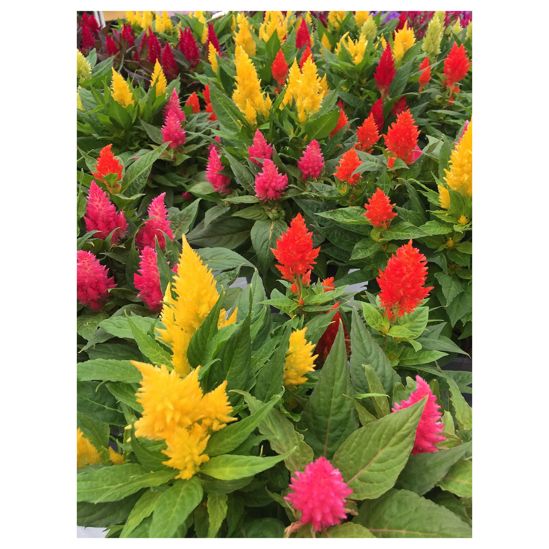 Celosia For Planting Celosia Argentea For Flower Beds And Container Gardens Flower Seeds for Home | Neera Seeds product photo [neera-v4-69aee7e01a2f9df72f0a]