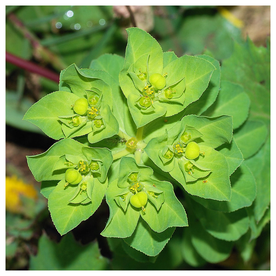 Green Euphorbia Didieroides Seeds for Planting – Heirloom, Non-GMO, High Germination Organic Garden Seeds for Outdo | Neera Seeds product photo [neera-v4-69b108ee4b3afb007474]