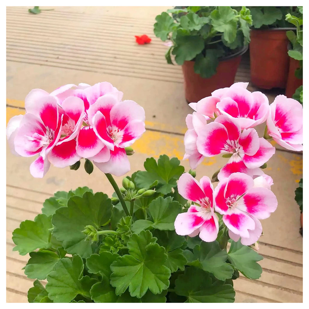 Peach Geranium Pelargonium Seeds for Planting – Heirloom Non-GMO Organic Garden Seeds, High Germination | Neera Seeds product photo [neera-v4-69b278f66d988ecf95e1]