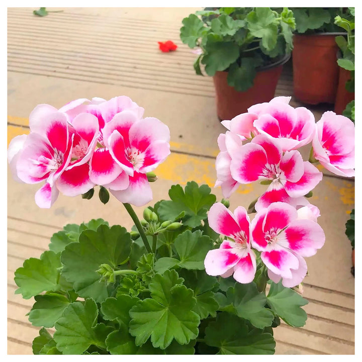 Peach Geranium Pelargonium Seeds for Planting – Heirloom Non-GMO Organic Garden Seeds, High Germination | Neera Seeds product photo [neera-v4-69b278f66d988ecf95e1]