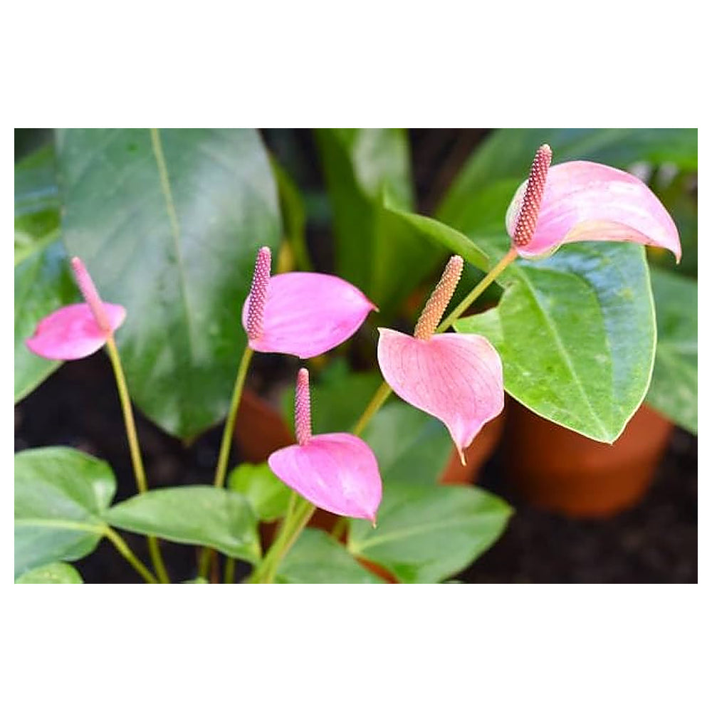 Anthurium Andraeanum Flower Seeds for Planting – Heirloom, Non-GMO, High Germination Exotic Tropical Garden Seeds | Neera Seeds product photo [neera-v4-69b2a3ad7c050998dd32]