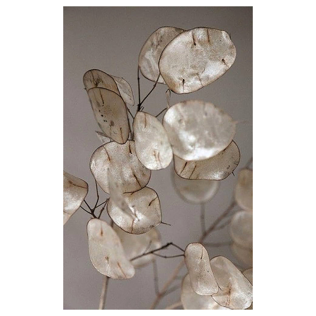 White Flowered Money Plant Lunaria Annua Flower Seeds Home Garden Planting, Landscape Organic | Neera Seeds product photo [neera-v4-69bed31e72870d6573ac]