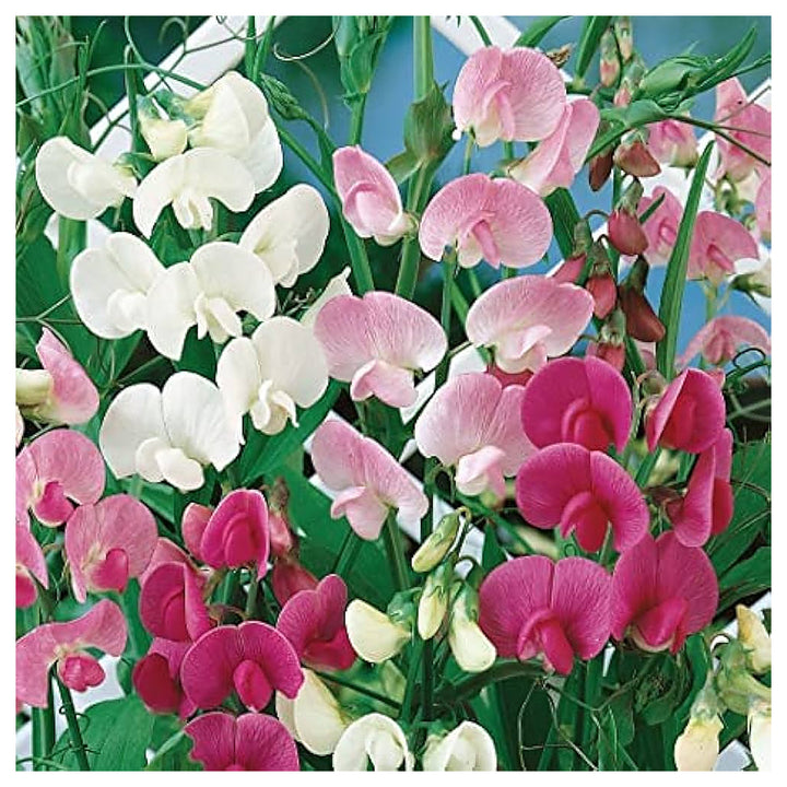 Dwarf Sweet Pea Bijou Mix Planting Non Gmo Annual Flower Planting In Bulk Heirloom Fragrant | Neera Seeds product photo [neera-v4-69c1d1f3dcf3daed0d33]