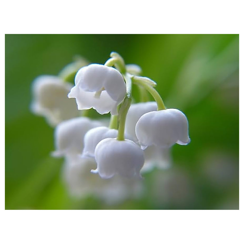 White Windbell Orchid Seeds for Planting - Heirloom Non-GMO High Germination Organic Garden Seeds | Neera Seeds product photo [neera-v4-69c9af12202c46dc47be]