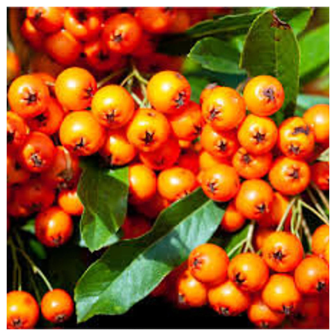 Orange Firethorn (Pyracantha coccinea) Fruit Seeds – Grow Hardy, Colorful Firethorn Berries, Heirloom & Non-GMO | Neera Seeds product photo [neera-v4-69cf721d504761ca1139]