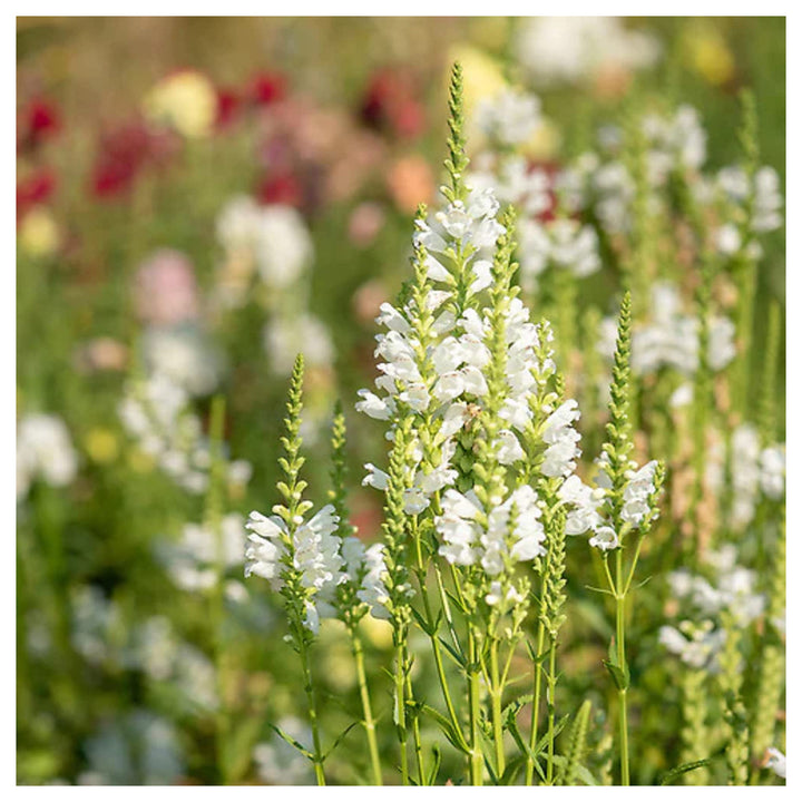 Heirloom Non-GMO White Physostegia Flower Seeds for Elegant Garden Borders and Seasonal Planting | Neera Seeds product photo [neera-v4-69ea4a7b9a0f75550cce]