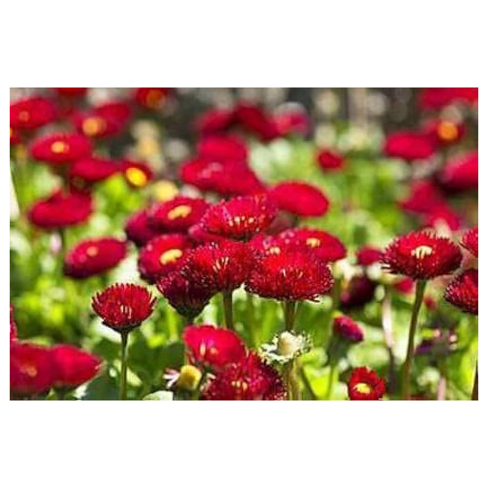 Red Bellis Flower Seeds for Planting - Heirloom Non-GMO High Germination Organic Garden Seeds | Neera Seeds product photo [neera-v4-6a065b83d8ad87a4dece]