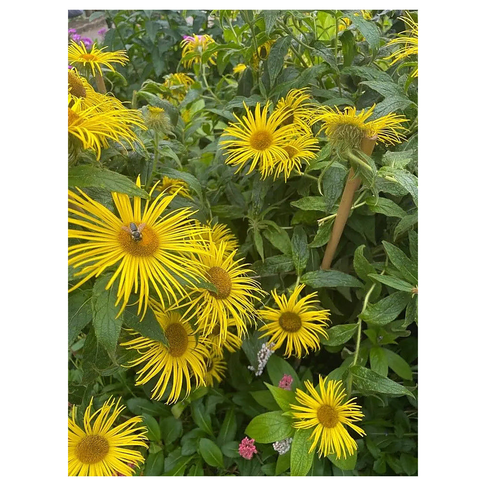 Enula Asteraceae Flower Seeds for Planting - Heirloom Non-GMO High Germination Organic Garden Seeds | Neera Seeds product photo [neera-v4-6a08fd516d78dbeef2b5]