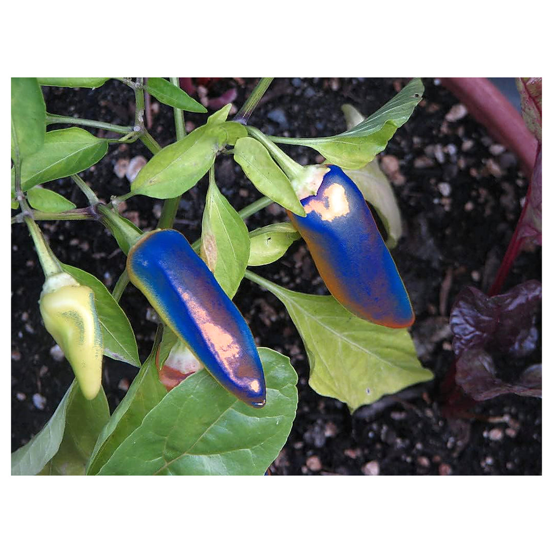 Pepper Tree Seeds for Planting – Heirloom Non-GMO, High Germination Organic Garden Seeds | Neera Seeds product photo [neera-v4-6a0a758eba32554ff896]