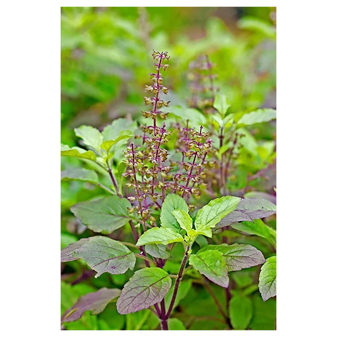 Holy Basil (Tulsi) Seeds for Planting – Heirloom, Non-GMO, High Germination Organic Garden Seeds for Medicinal & Sp | Neera Seeds product photo [neera-v4-6a1561a389d83305d9dd]