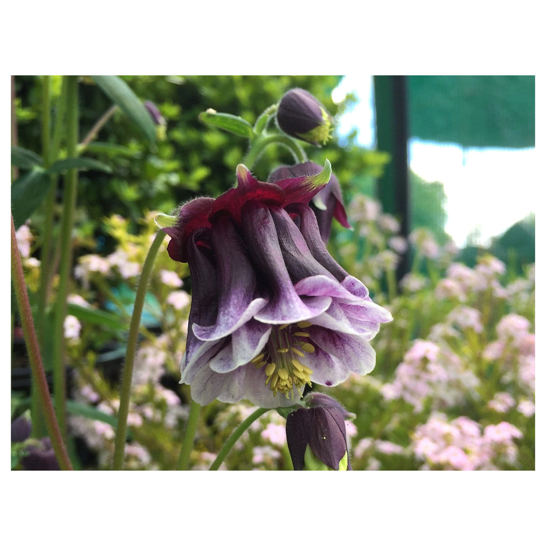 Heirloom Non-GMO Aquilegia Columbine Flower Seeds – High Germination Organic Garden Seeds for Elegant Perennials | Neera Seeds product photo [neera-v4-6a25d98a520b3012a6b9]