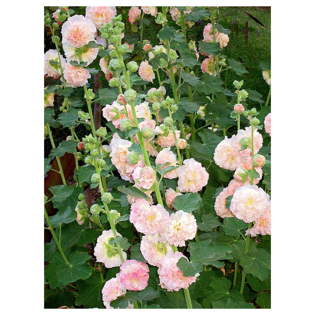 Heirloom Non-GMO Light Pink Althaea Rosea Flower Seeds for Planting – Hollyhock High Germination Garden Seeds | Neera Seeds product photo [neera-v4-6a80139541493e441115]