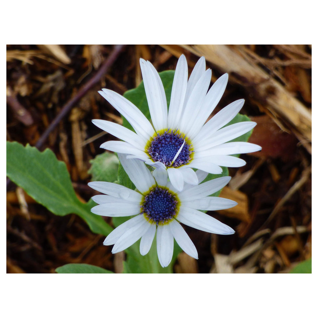 Heirloom Non-GMO White Arctotis Flower Seeds – Elegant Garden Displays &amp; Outdoor Planting | Neera Seeds product photo [neera-v4-6a84ee6e6d2ecfc3b7c3]
