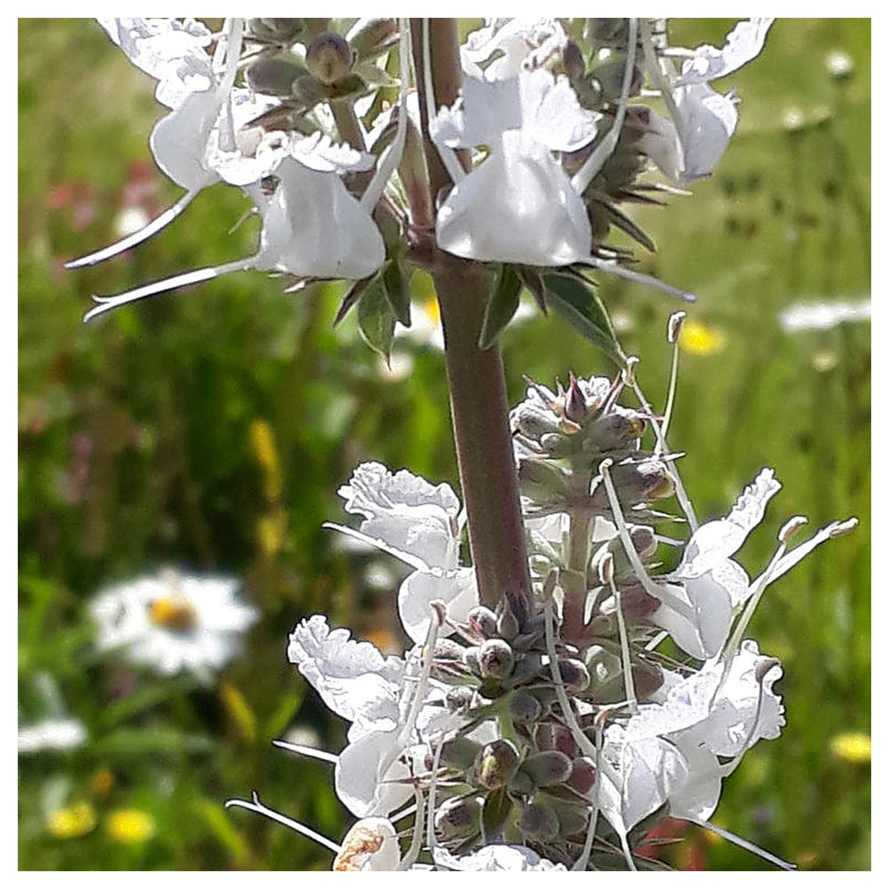 White Sage Seeds for Planting – Organic, Heirloom, Non-GMO Flower & Herb Seeds | Neera Seeds product photo [neera-v4-6a89b7b0906be81ef515]
