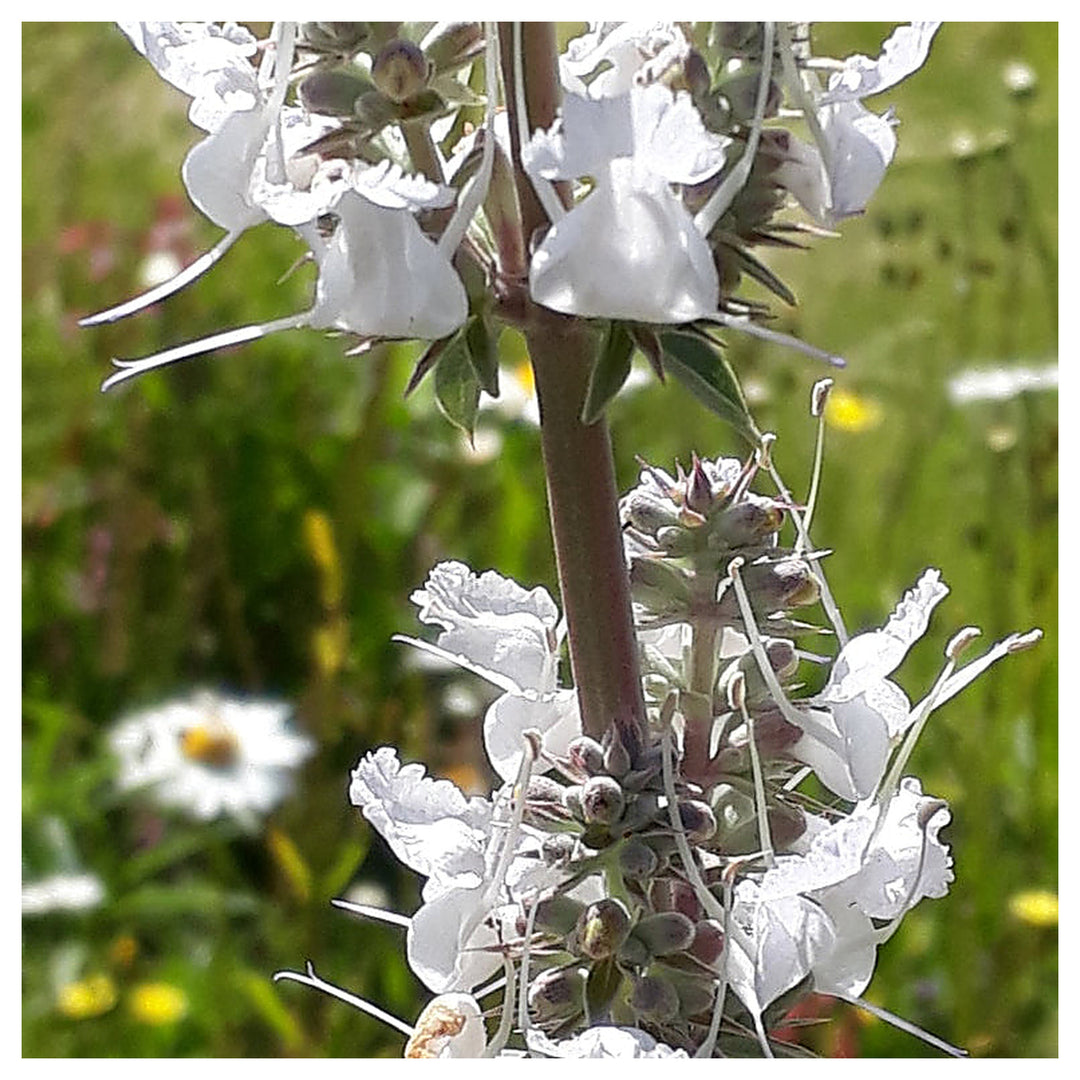 White Sage Seeds for Planting – Organic, Heirloom, Non-GMO Flower &amp; Herb Seeds | Neera Seeds product photo [neera-v4-6a89b7b0906be81ef515]