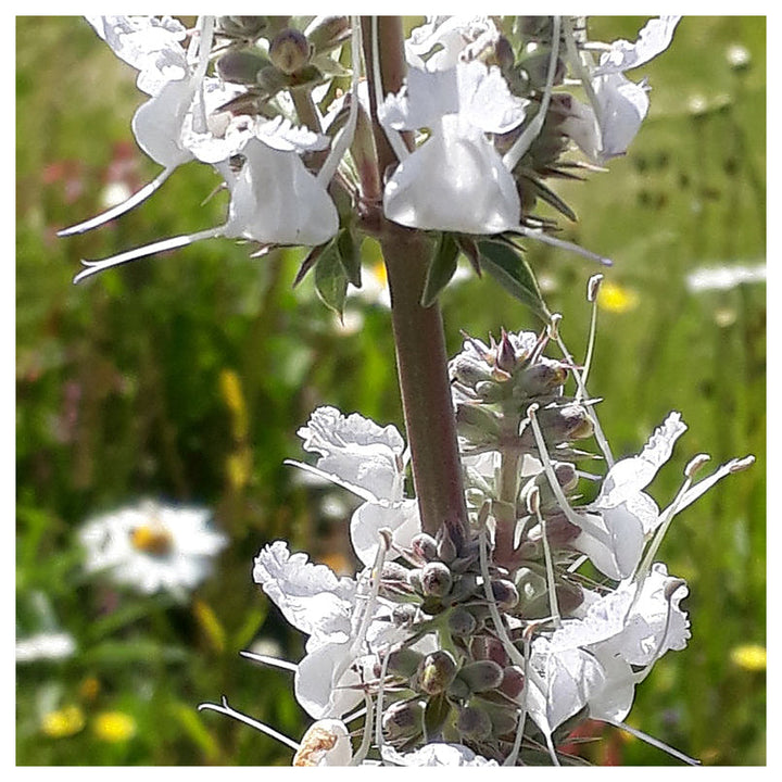 White Sage Seeds for Planting – Organic, Heirloom, Non-GMO Flower &amp; Herb Seeds | Neera Seeds product photo [neera-v4-6a89b7b0906be81ef515]