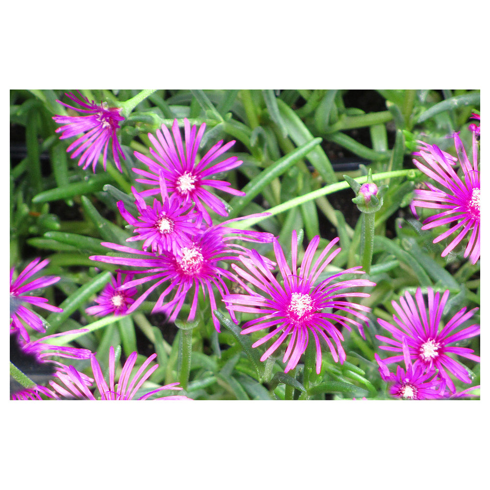 Purpleb Portenschlagiana Flower Seeds for Planting – Heirloom, Non-GMO, High Germination Organic Garden Seeds | Neera Seeds product photo [neera-v4-6a89bb61de3019c8a1ad]