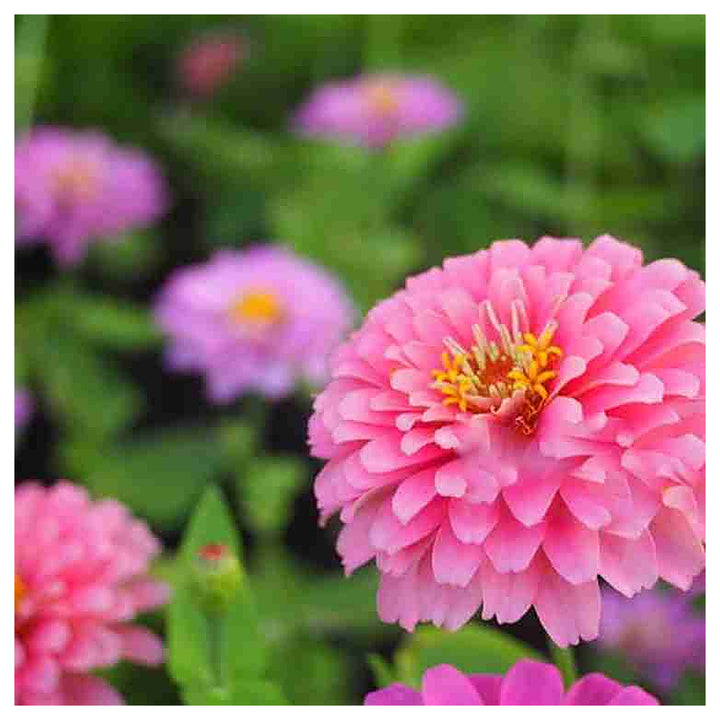 Light Pink Zinnia Flower Seeds for Planting – Heirloom, Non-GMO, High Germination Organic Garden Seeds | Neera Seeds product photo [neera-v4-6a9ee8cb38721b01f740]
