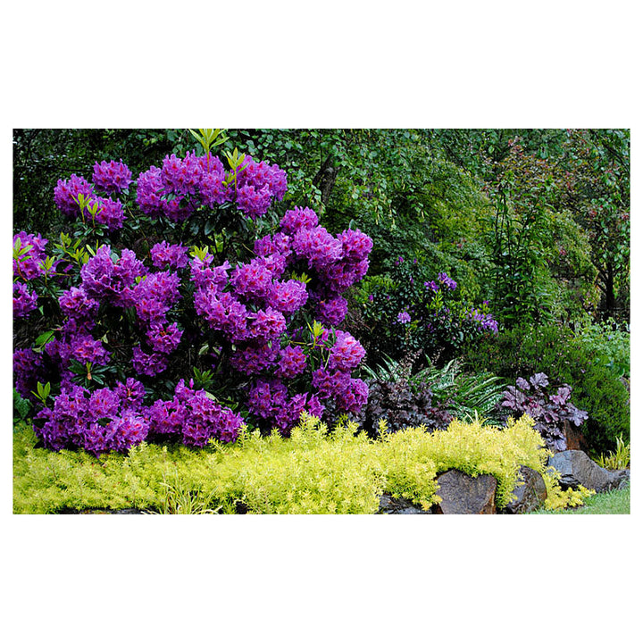 Heirloom Purple Rhododendron Flower Seeds, Non-GMO Vibrant Blooms for Planting | Neera Seeds product photo [neera-v4-6ac3271b664fc57b1485]