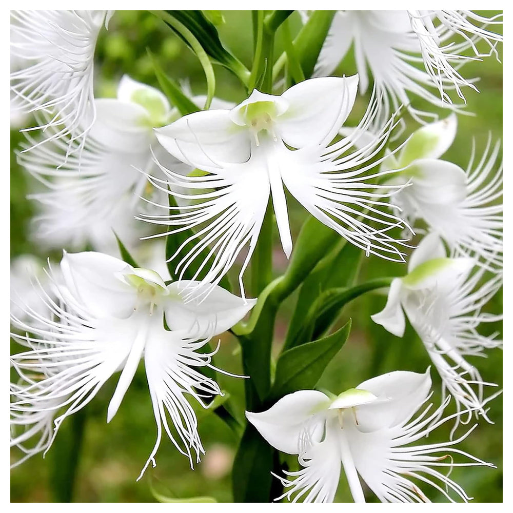White Egret Orchid Seeds for Planting | Organic, Heirloom, Non-GMO Flower Seeds | Neera Seeds product photo [neera-v4-6ac783e217502acb9d73]