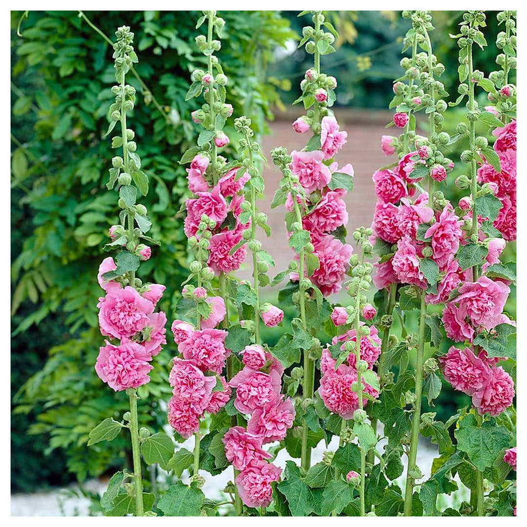 Mallow Alcea Rosea Plant Seeds for Planting Non-GMO Heirloom Garden Seeds for Growing Beautiful Flowers | Neera Seeds product photo [neera-v4-6af3309687751018222b]