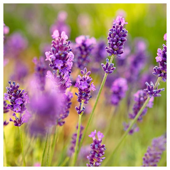 Lavender Provence Flower Seeds for Planting | Heirloom Non-GMO High Germination Organic Garden Seeds | Neera Seeds product photo [neera-v4-6afc99ea5c862081abd8]