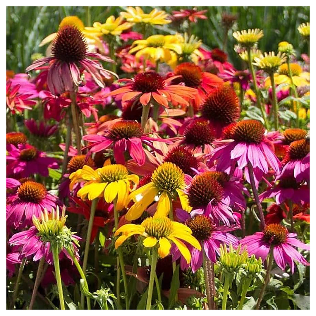 Echinacea Purpurea Coneflower Healing Garden Use Flower Seeds Home Garden Planting, | Neera Seeds product photo [neera-v4-6b055e19d11c96e7434b]