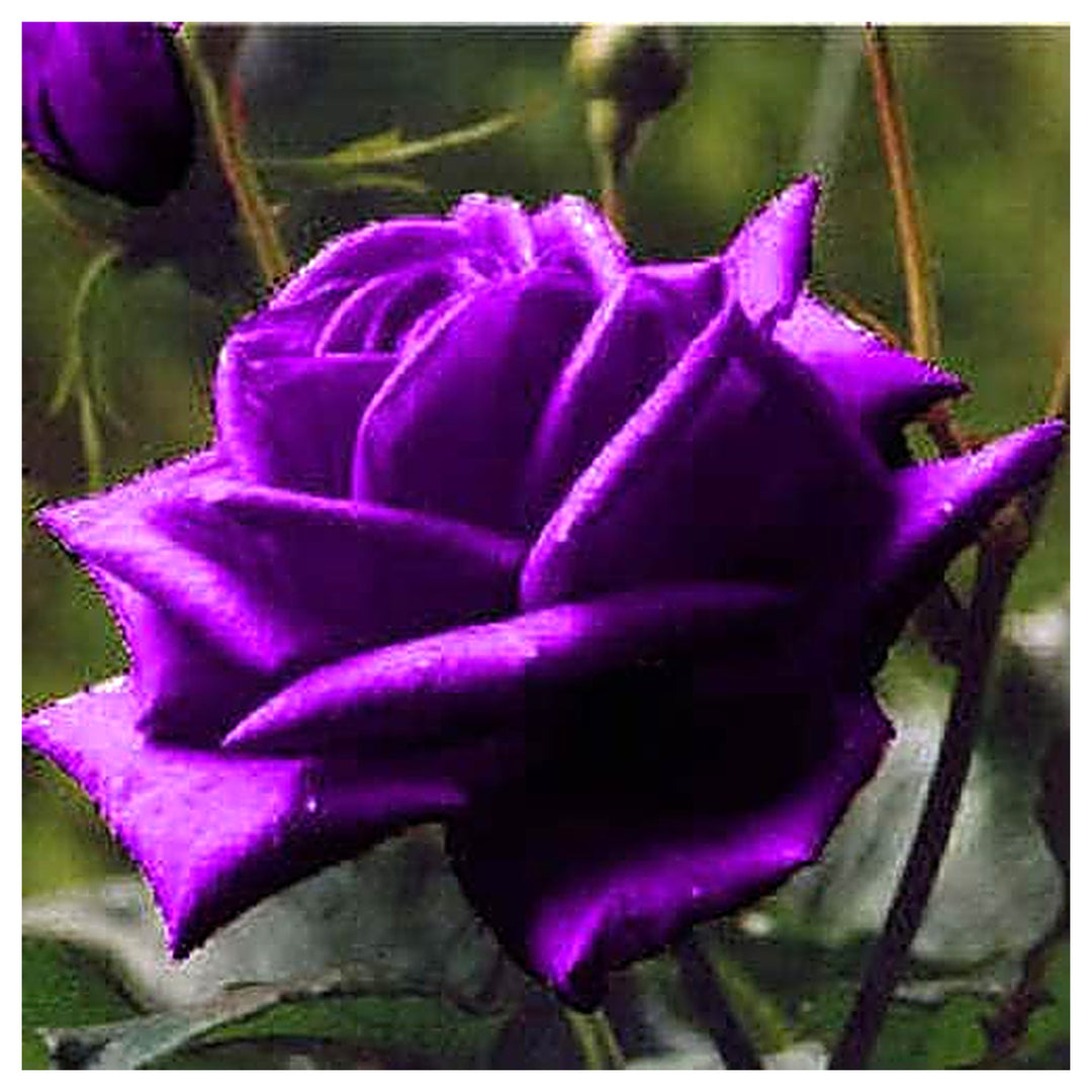 Purple Dragon Rose Plant Seeds for Planting – Heirloom Non-GMO Garden Seeds with High Germination | Neera Seeds product photo [neera-v4-6b0932641b359677fdd0]