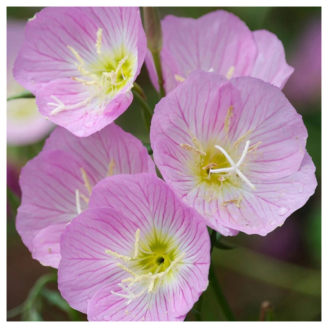 Oenothera speciosa (Mexican or Showy Evening Primrose)Flower Seeds-Heirloom,Non GMO Planting | Neera Seeds product photo [neera-v4-6b0eb4e0e66b40b550bd]