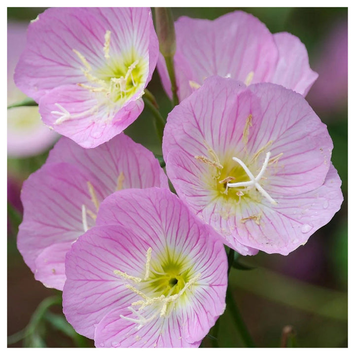 Oenothera speciosa (Mexican or Showy Evening Primrose)Flower Seeds-Heirloom,Non GMO Planting | Neera Seeds product photo [neera-v4-6b0eb4e0e66b40b550bd]
