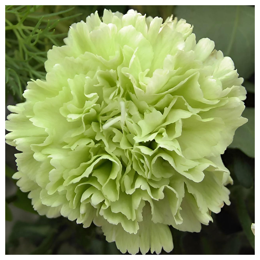 Heirloom Non-GMO Green Carnation Flower Seeds for Planting – Vibrant Ornamental Garden Seeds | Neera Seeds product photo [neera-v4-6b11229303d7c47e2329]