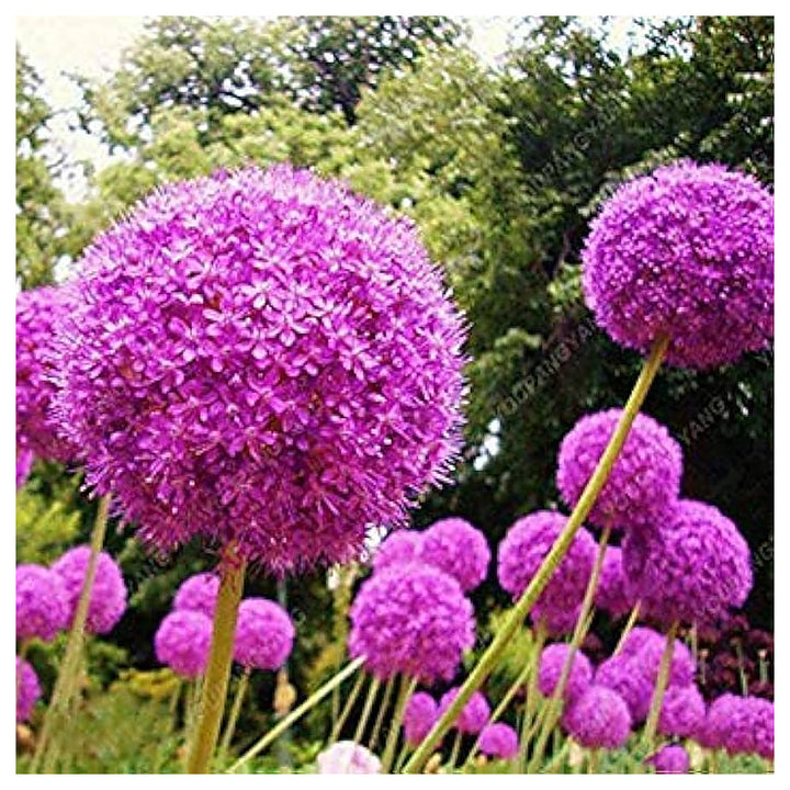 Purple Giant Leek Planting Garden And Rare Flower Cultivation Flower Seeds Home Garden | Neera Seeds product photo [neera-v4-6b13b34333034900291b]