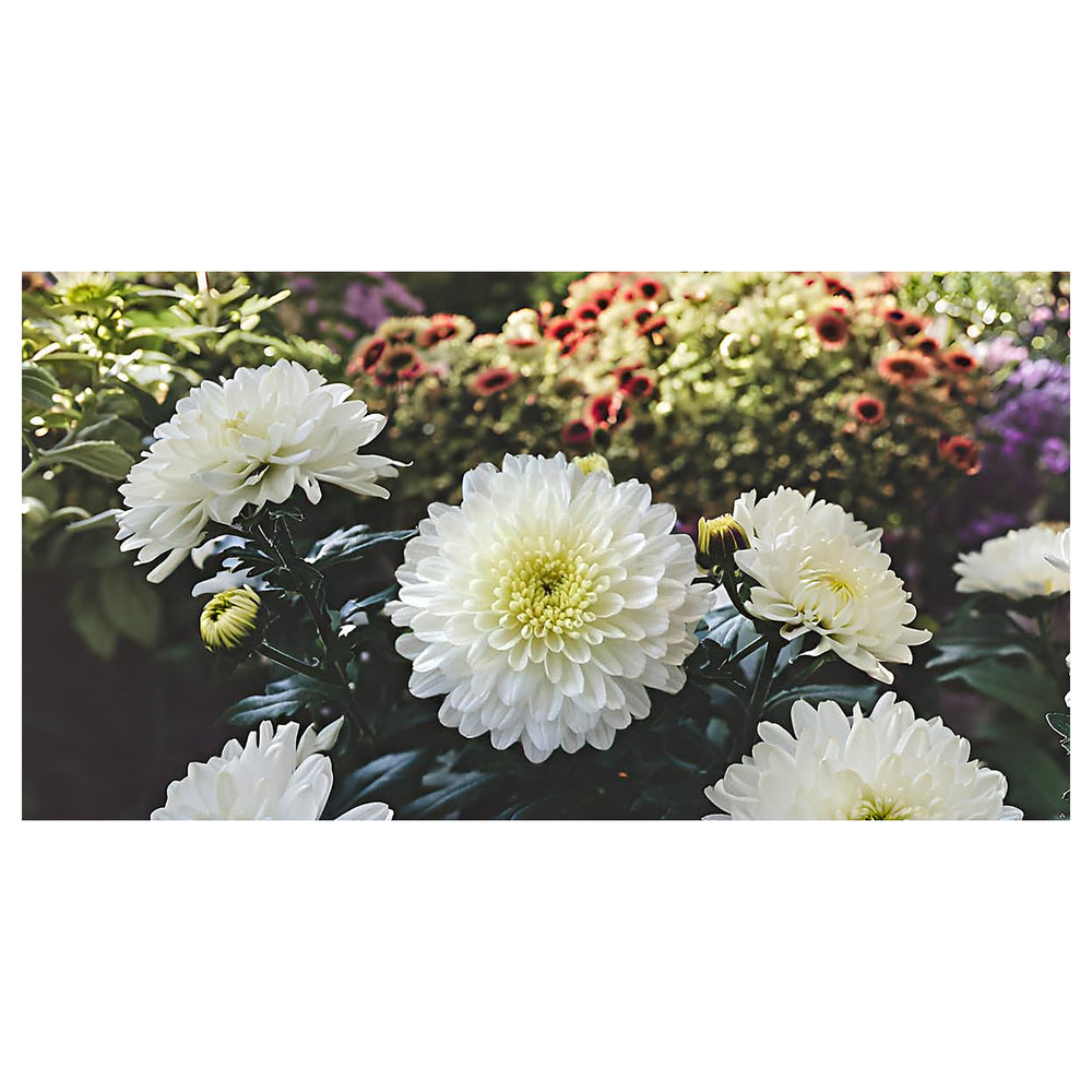 White Chrysanthemum Flower Seeds for Planting - Heirloom Non-GMO High Germination Organic Garden Seeds | Neera Seeds product photo [neera-v4-6b13d66b40eed5f36b3c]