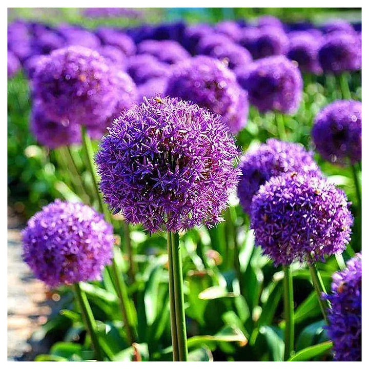 Giant Ornamental Allium Flower Seeds – Heirloom, Non-GMO, High Germination Organic Garden Seeds for Planting | Neera Seeds product photo [neera-v4-6b1772d9d1931d3cf9ea]