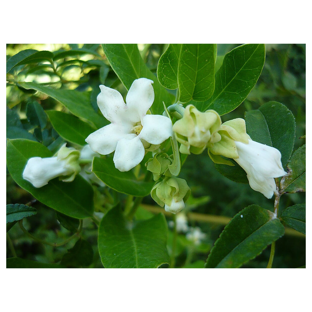 Heirloom Non-GMO Araujia Flower Seeds for Planting – Fast-Growing Climbing Ornamental Blooms | Neera Seeds product photo [neera-v4-6b21807c797ce2cc51da]