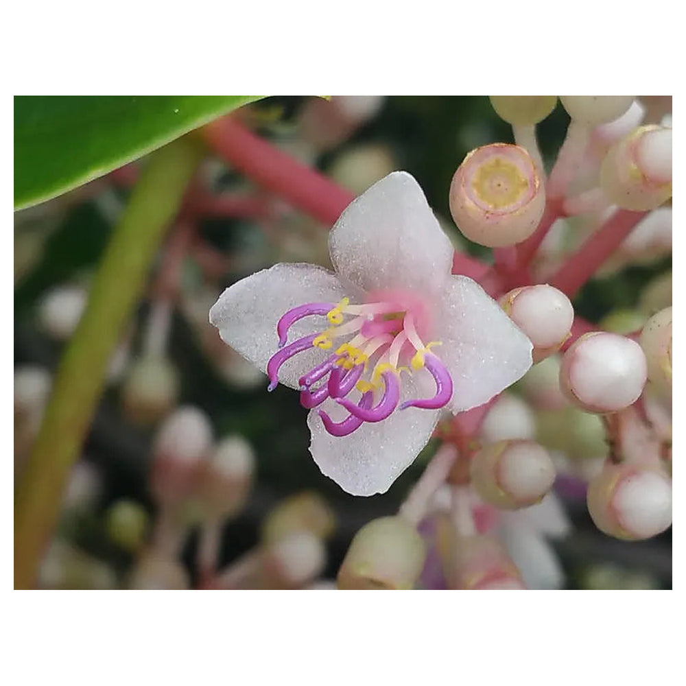 Heirloom Non-GMO Malaysian Orchid Flower Seeds for Planting – Exotic Tropical Blooms | Neera Seeds product photo [neera-v4-6b256c7b7b74293035d8]