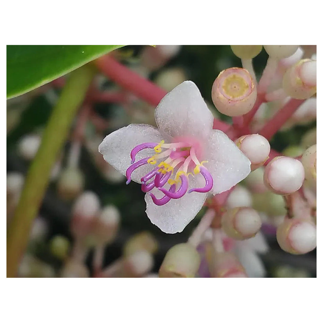 Heirloom Non-GMO Malaysian Orchid Flower Seeds for Planting – Exotic Tropical Blooms | Neera Seeds product photo [neera-v4-6b256c7b7b74293035d8]