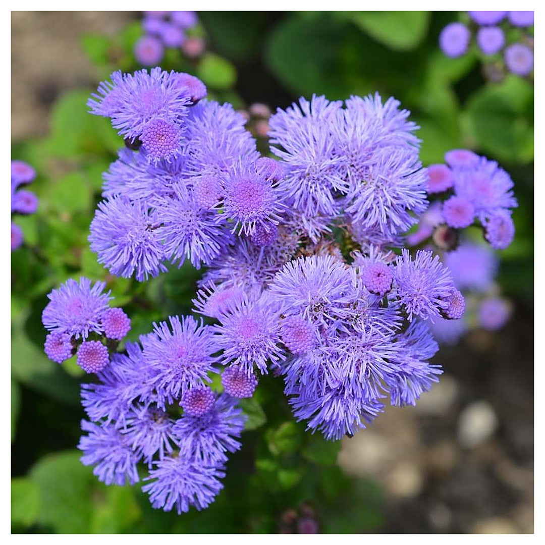 Blue Ageratum Mexicanum Annual Flower Flower Seeds for Home Garden Planting, Ornamental Organic | Neera Seeds product photo [neera-v4-6b2b13a28b02725a135f]