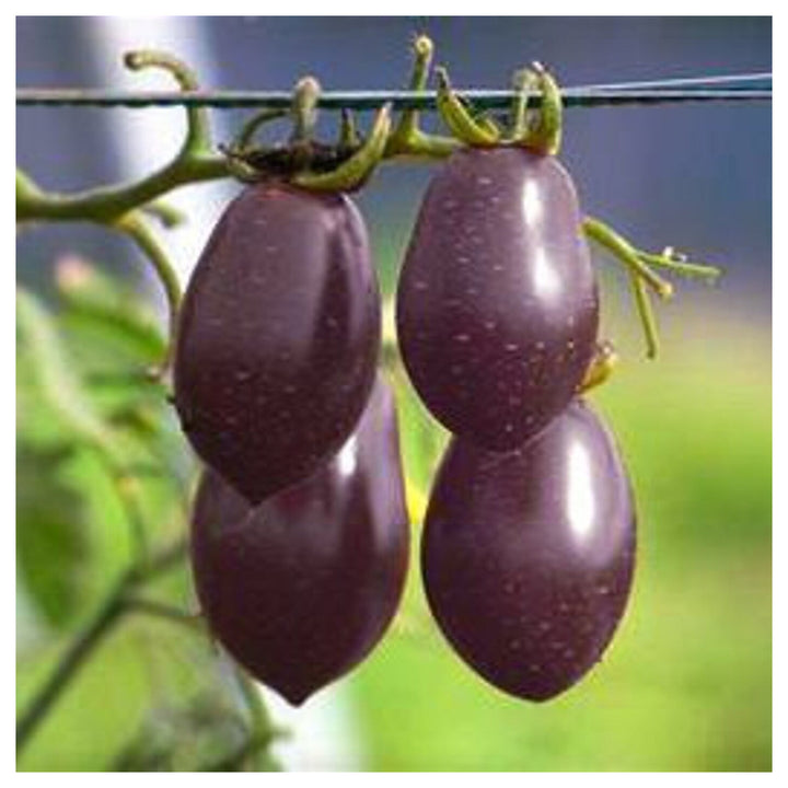 Purple Grape Cherry Tomato Seeds for Planting – Heirloom, Non-GMO, High Germination Organic Garden Seeds, 100 pcs | Neera Seeds product photo [neera-v4-6b2f23e798b9f81c8302]