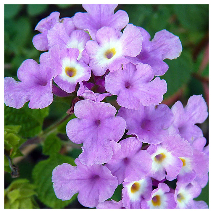 Purple Lantana Flower Seeds for Planting – Heirloom, Non-GMO, High Germination Organic Garden Seeds | Neera Seeds product photo [neera-v4-6b31bb566f33240d9ece]